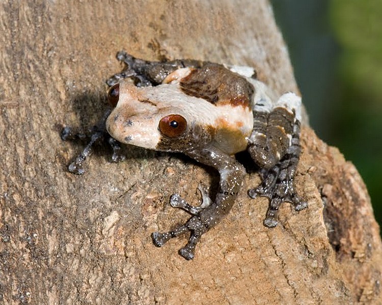 Bird Poo Mossy Frog ~ 3-4cm